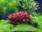 Preview: Rotes mini Papageienblatt - Alternanthera reineckii 'Mini'
